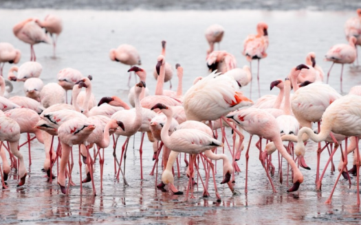 7 Reasons Why You Should Invest in Nakuru County,Kenya