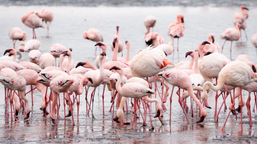 7 Reasons Why You Should Invest in Nakuru County,Kenya